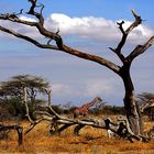 Samburu Nationalpark