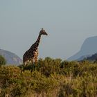 ***  SAMBURU - NP  ***