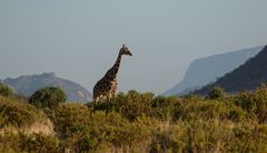 ***  SAMBURU - NP  ***