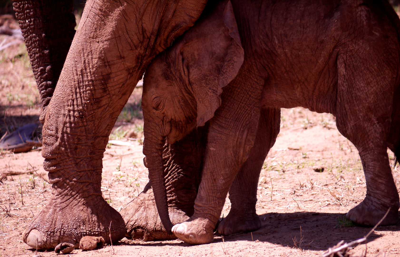 Samburu NP