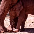 Samburu NP