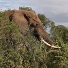 same elephant bull having lunch