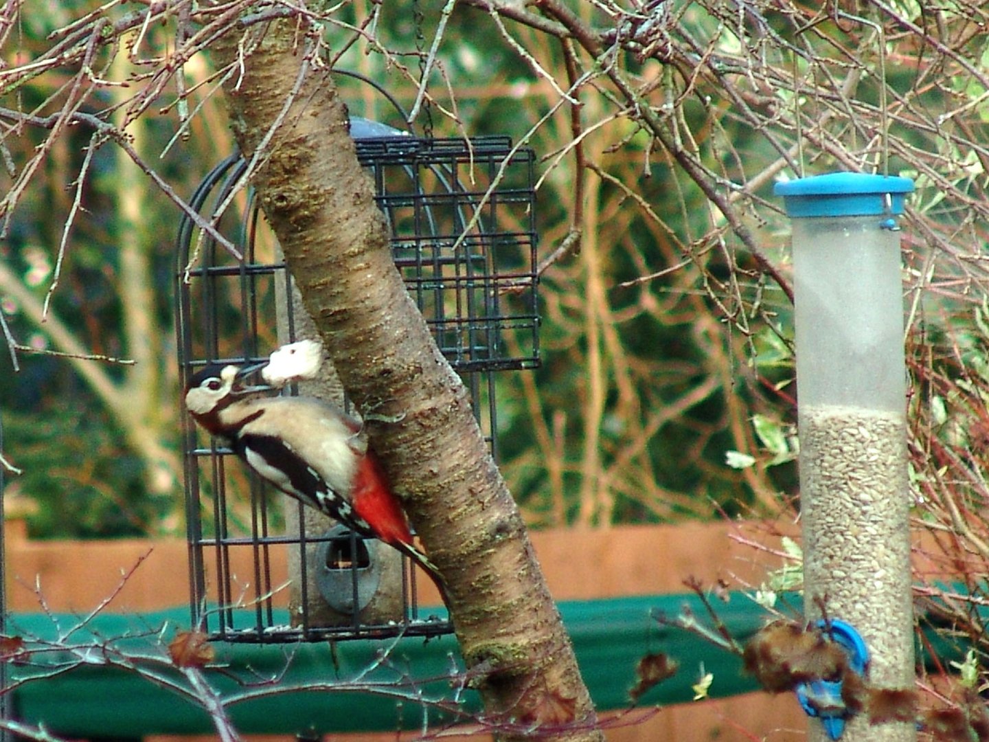 Same Greater Spotted Woodpecker