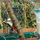 Same Greater Spotted Woodpecker