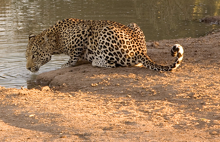 Same Leopard drinking like a kittie