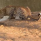 Same Leopard drinking like a kittie