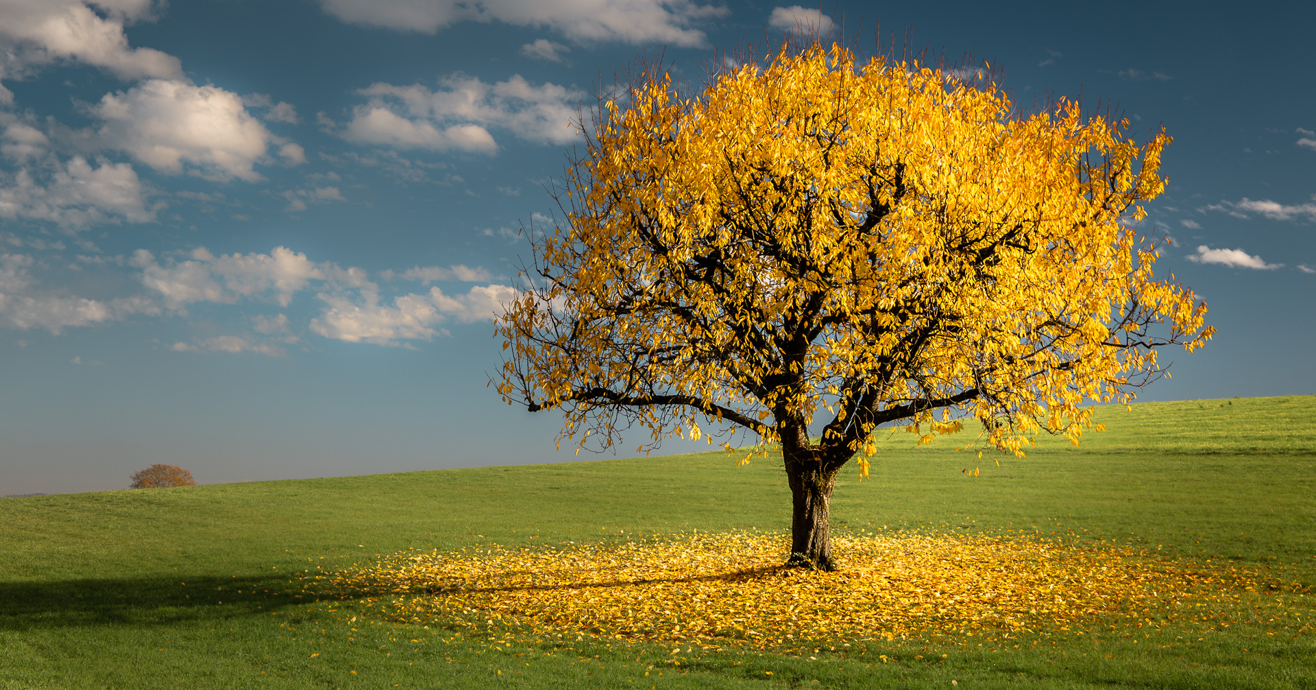 same old tree...