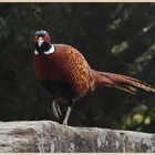 same pheasant