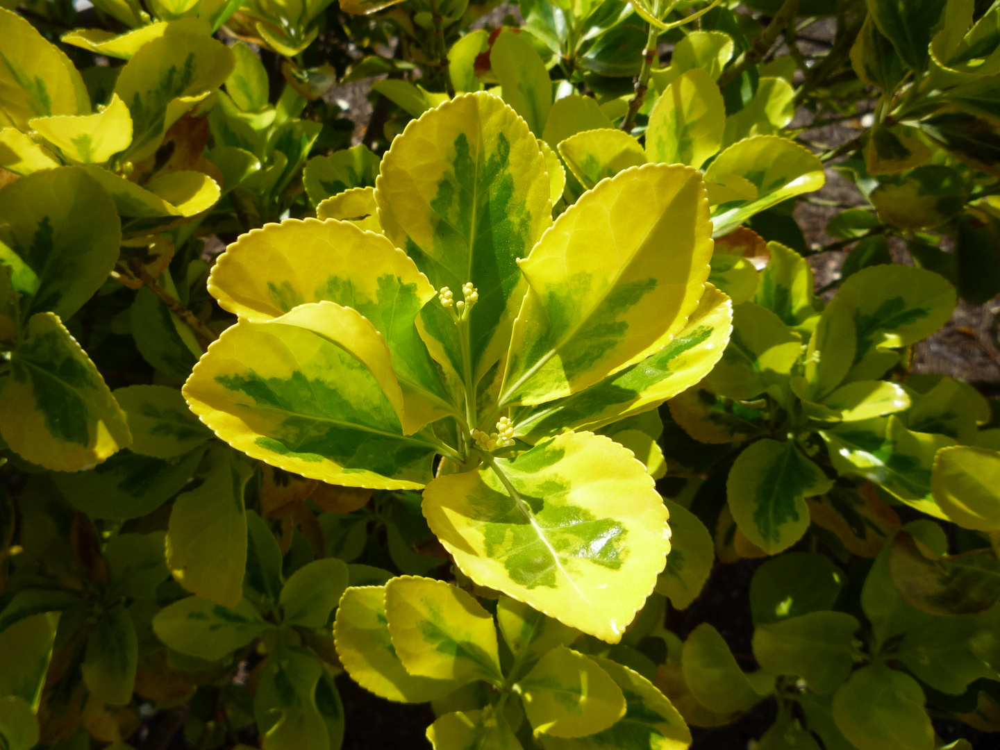 Same unknown shrub.