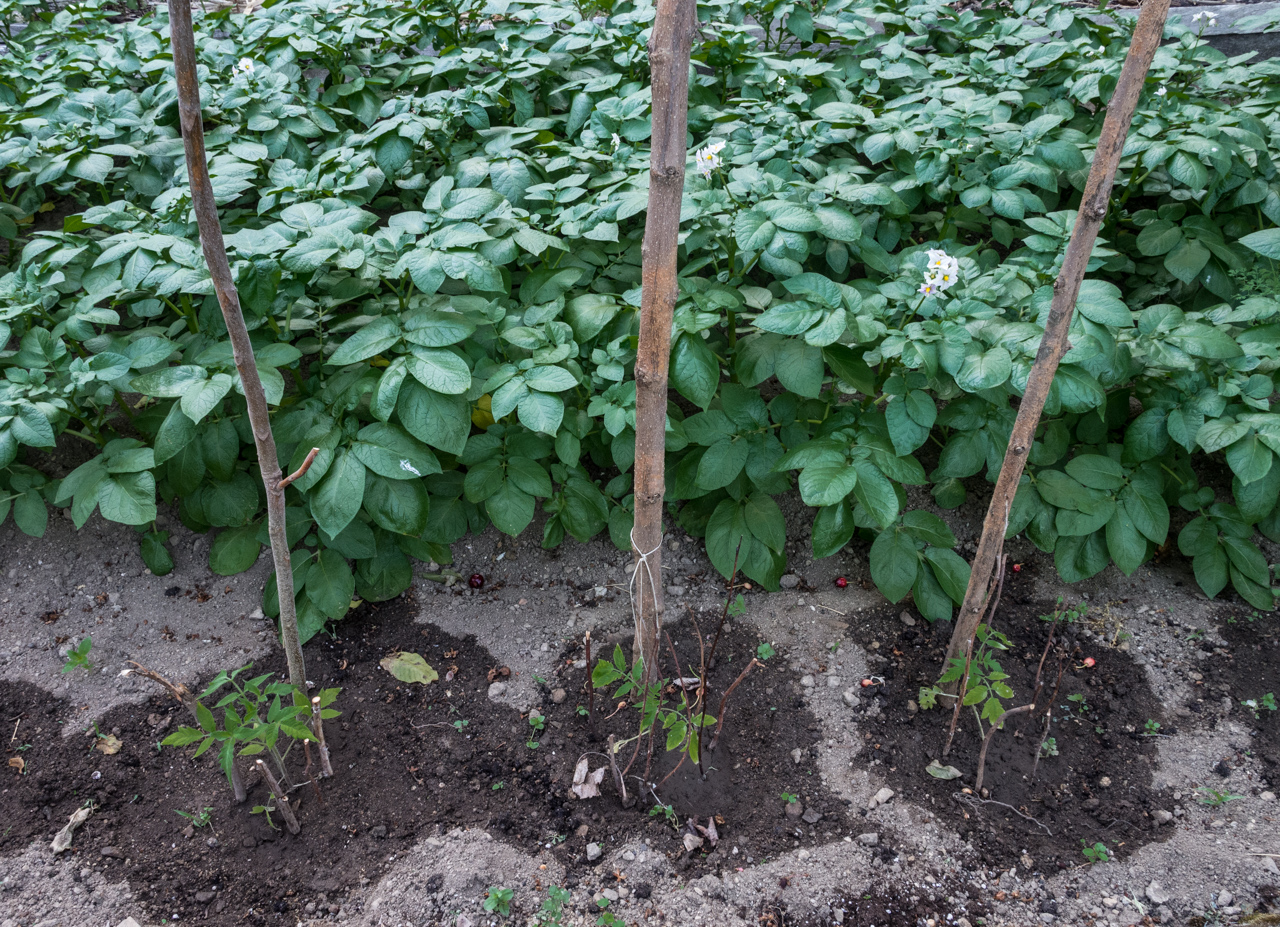 samedi, c'est tomates pommes de terre