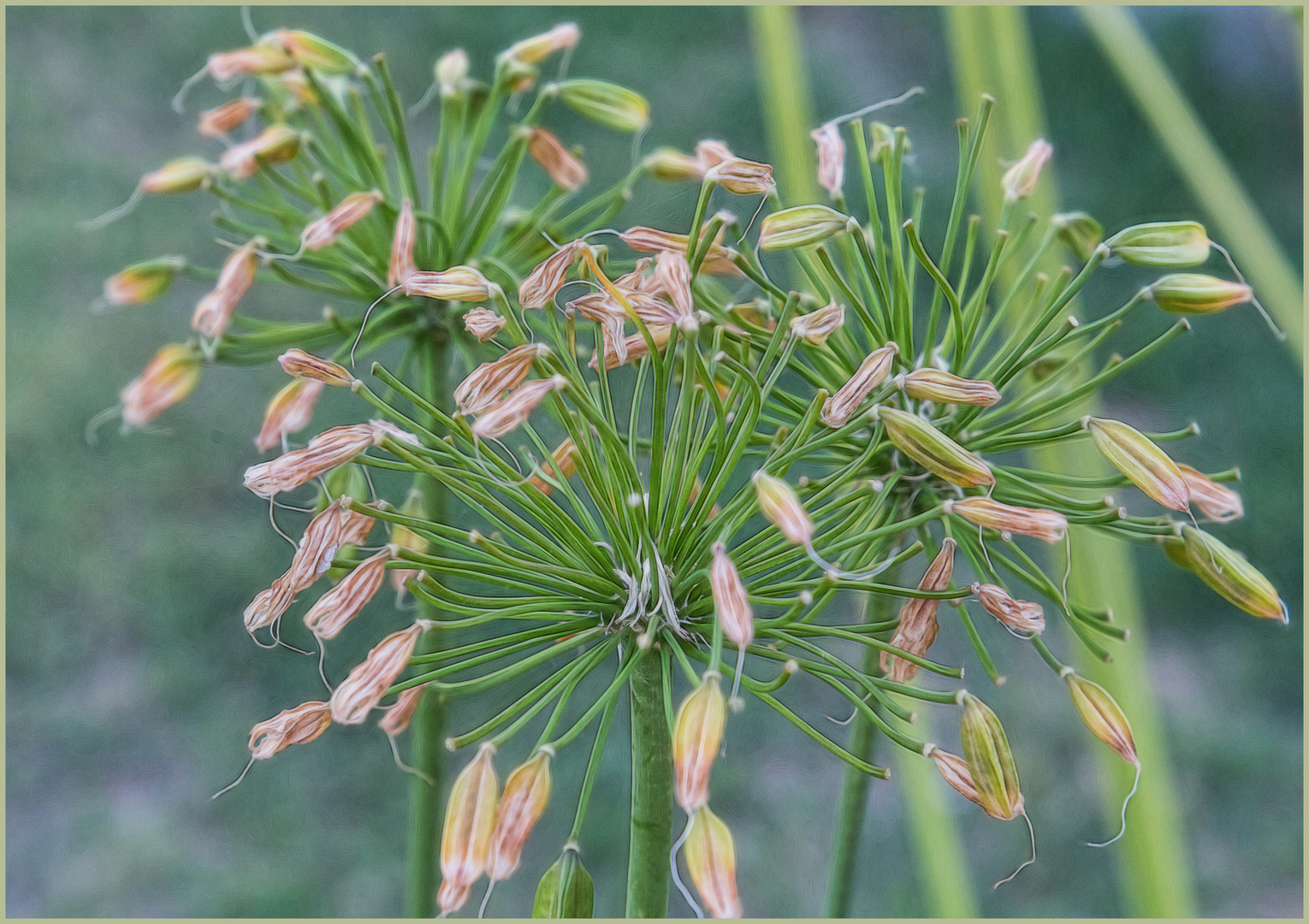 Samen d. Agapanthus