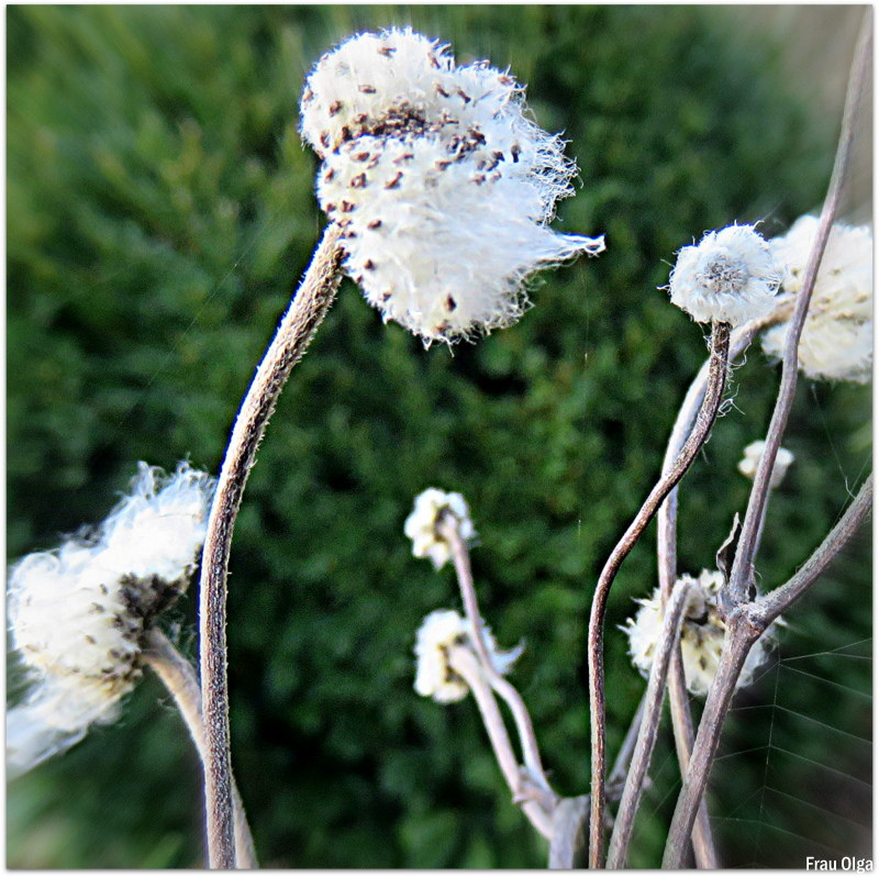 Samen der Herbstanemone