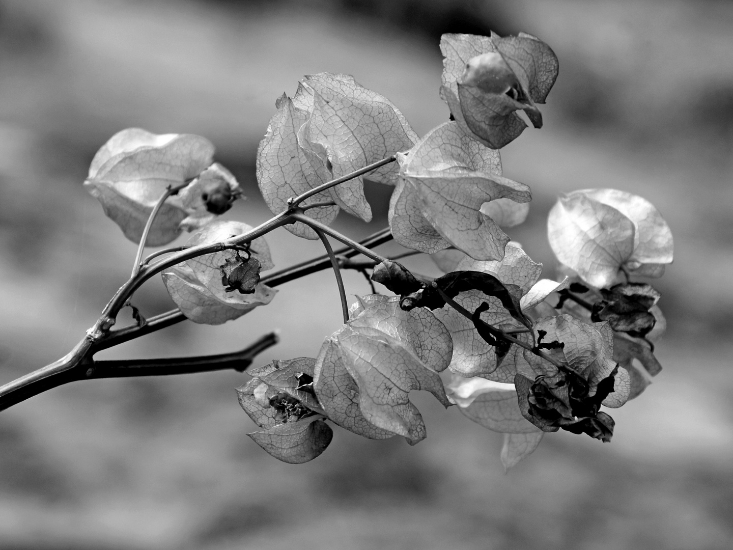 Samen der Lampionblume