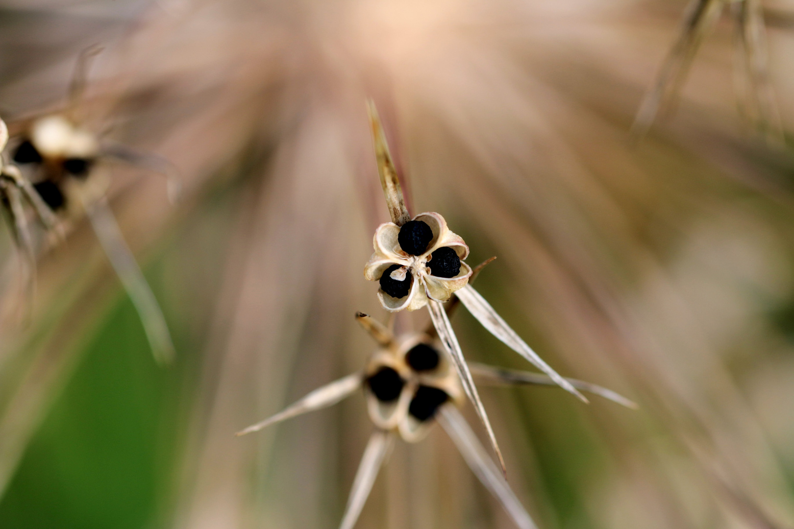 Samen der Lauchpflanze