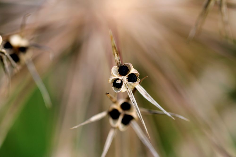 Samen der Lauchpflanze