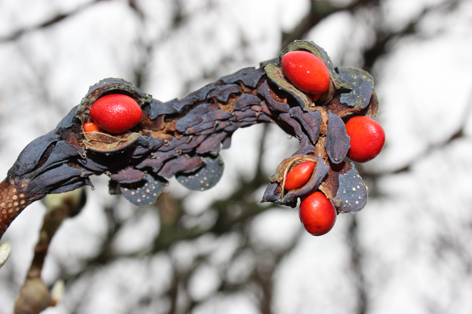 Samen der Magnolie