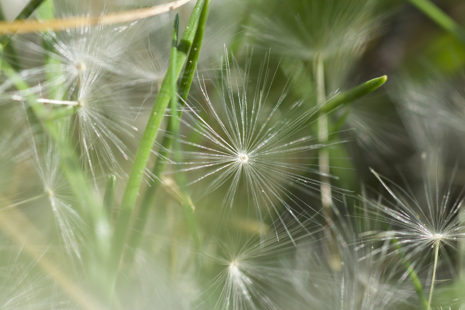 Samen der Pusteblume (Löwenzahn)