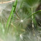 Samen der Pusteblume (Löwenzahn)