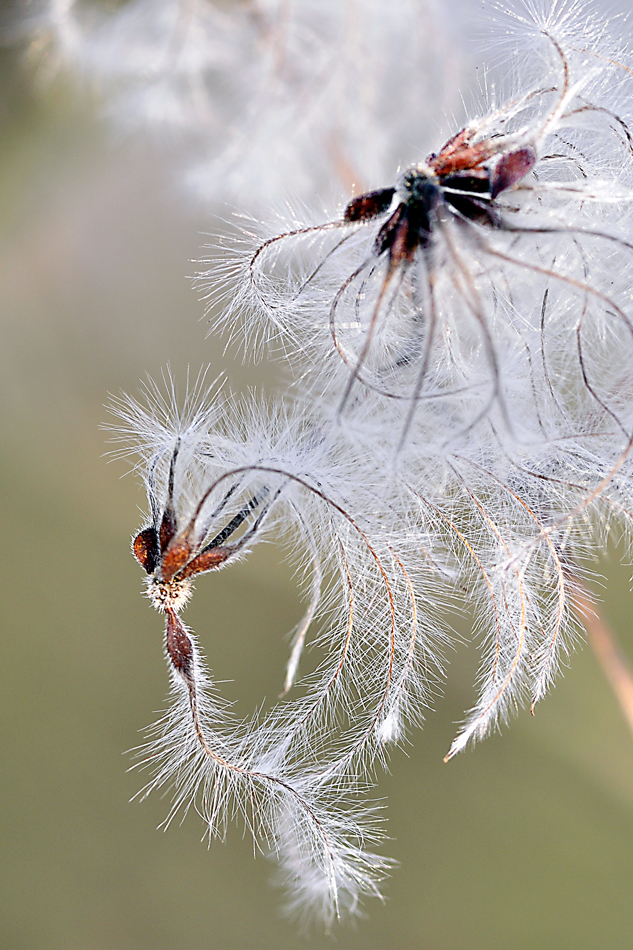 Samen der Waldrebe