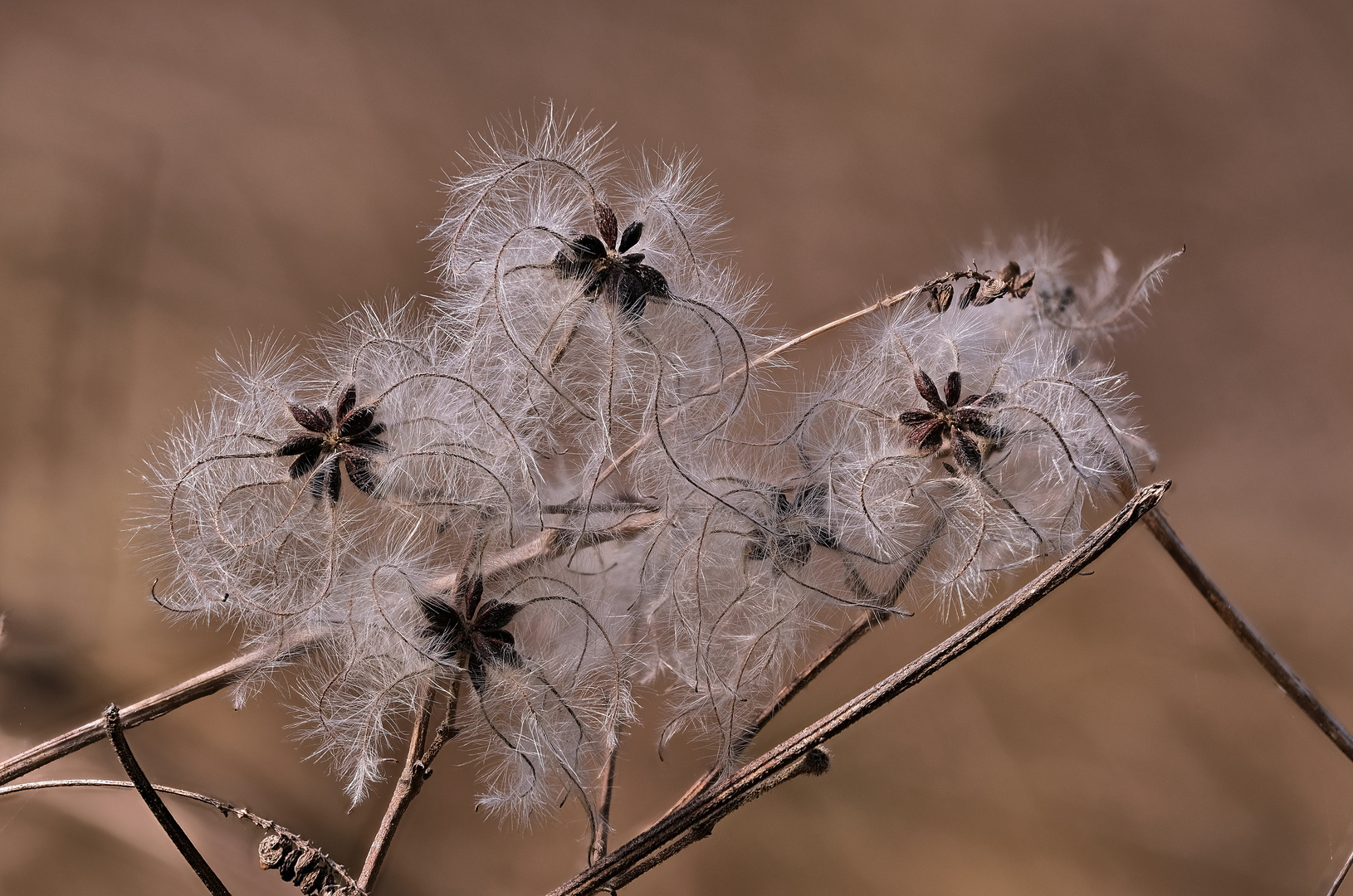 Samen der Waldrebe