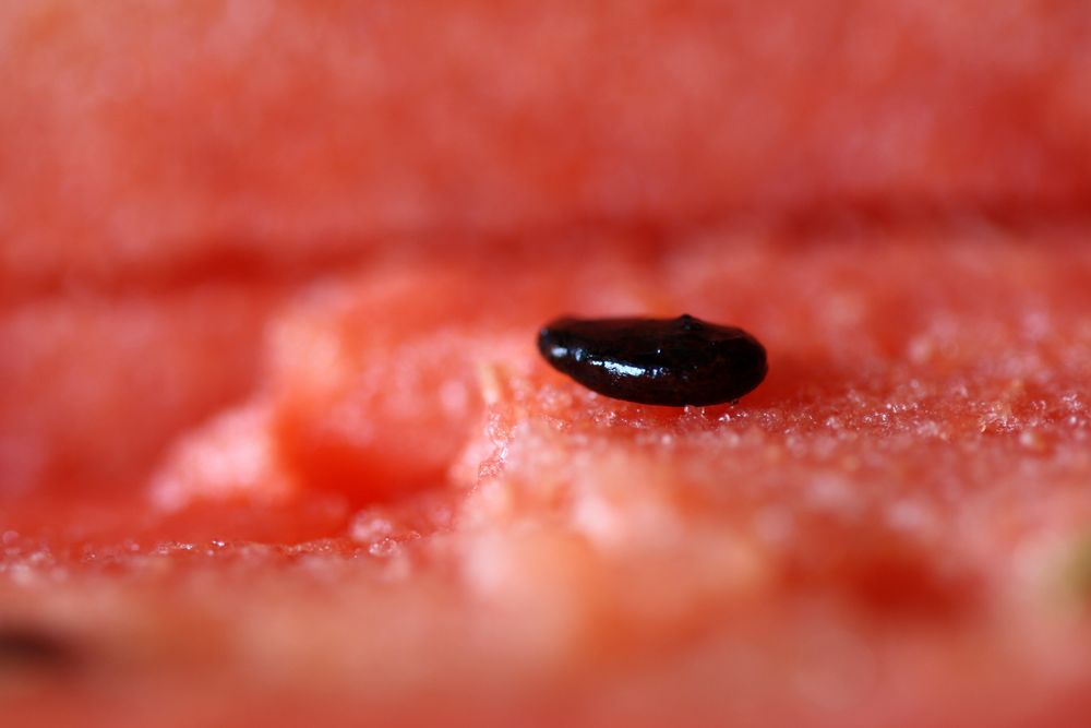 Samen der Wassermelone