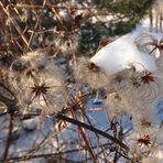 Samen der wilden Clematis