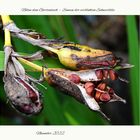 Samen einer verblühten-Schwertlilie