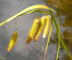 Samen einer Wasserpflanze