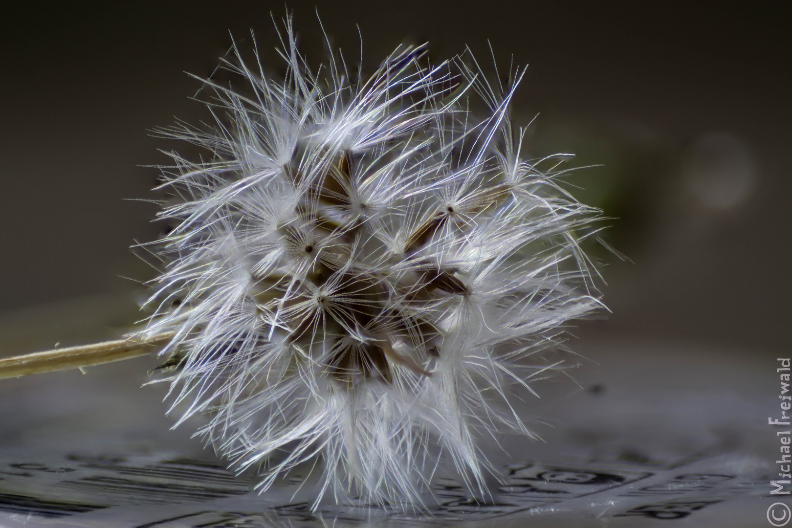 Samen (Focus Stacking)