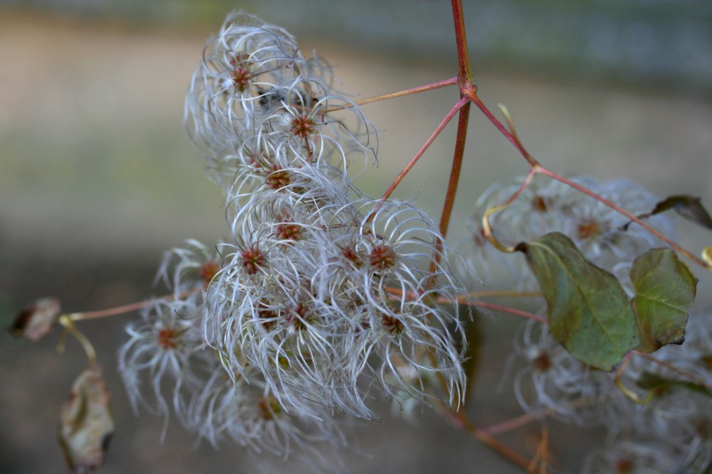 Samen im Herbst ...