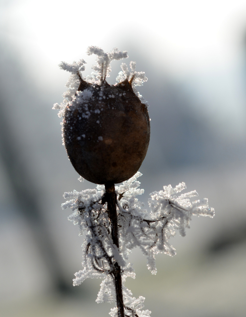 samen im winter