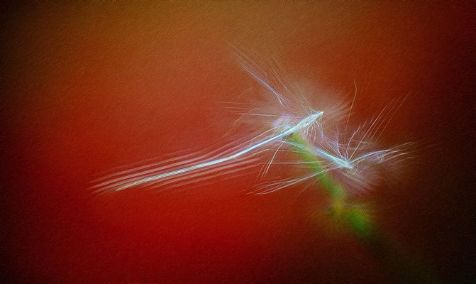 samen schirmchen in der höhe ...