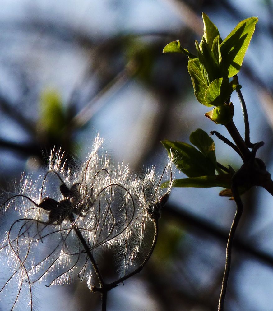 Samen und Knospe von jundi 