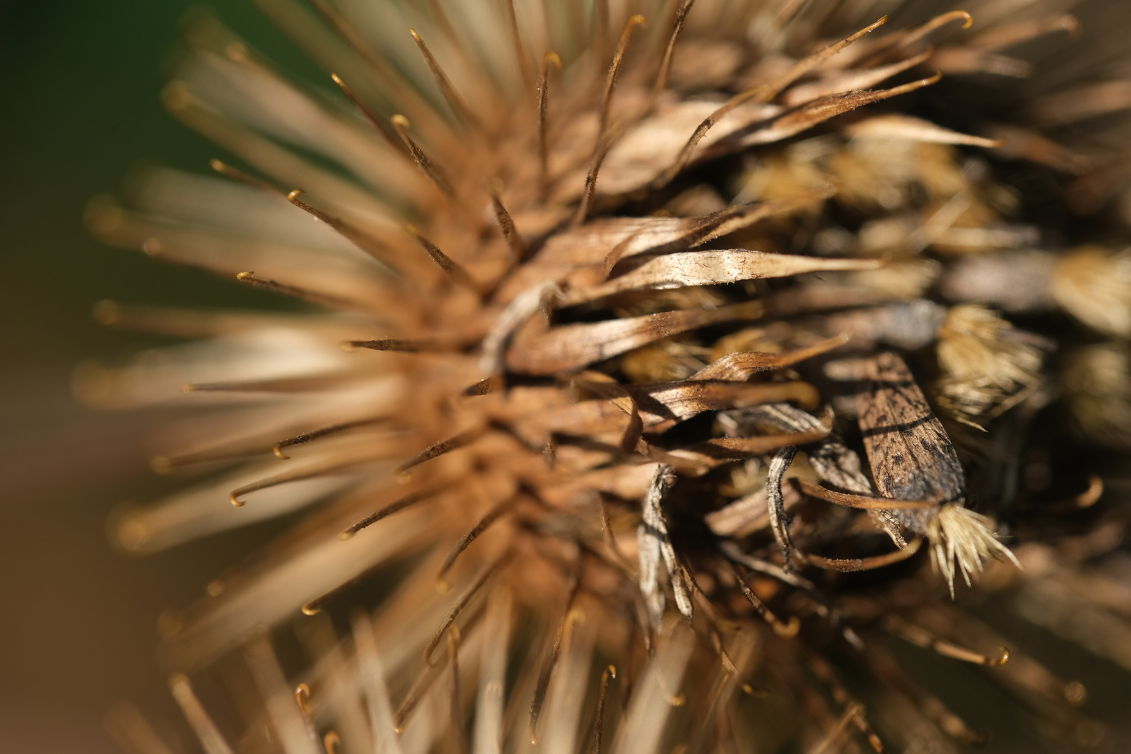 Samen und Widerhaken der Großen Klette (Arctium lappa)