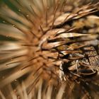 Samen und Widerhaken der Großen Klette (Arctium lappa)