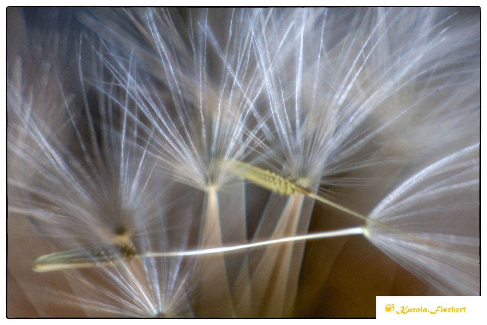 Samen vom Löwenzahn_ergebnis