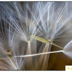 Samen vom Löwenzahn_ergebnis