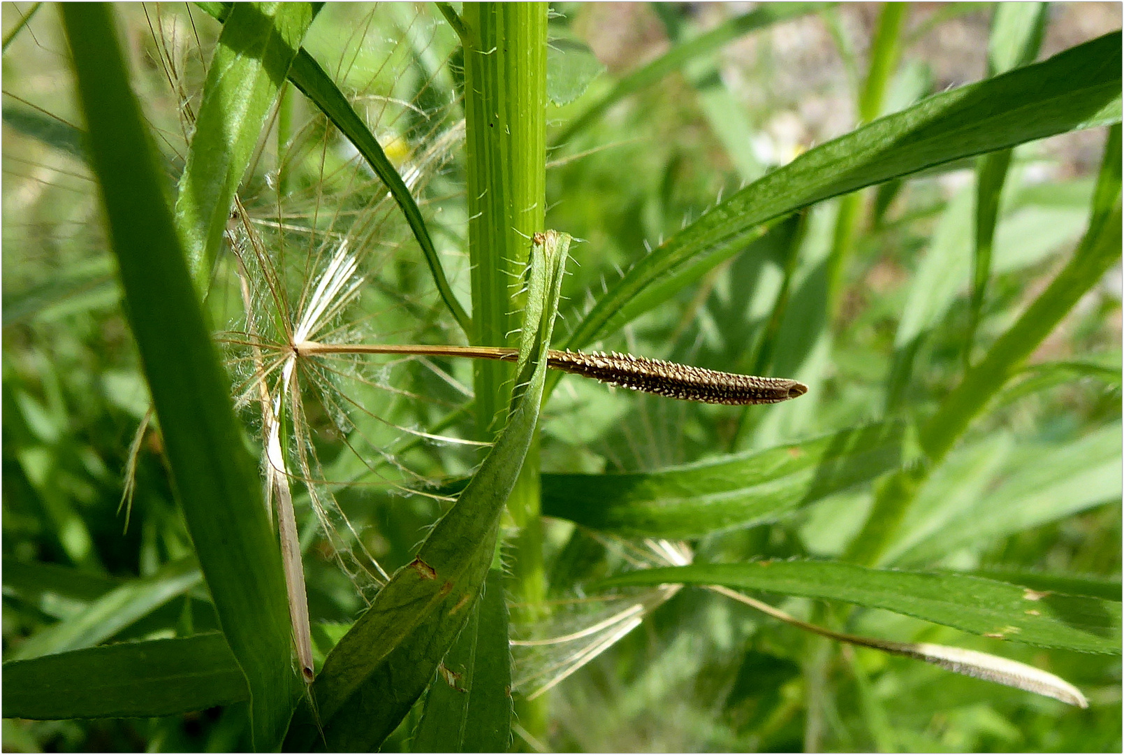 Samen vom Wiesenbocksbart