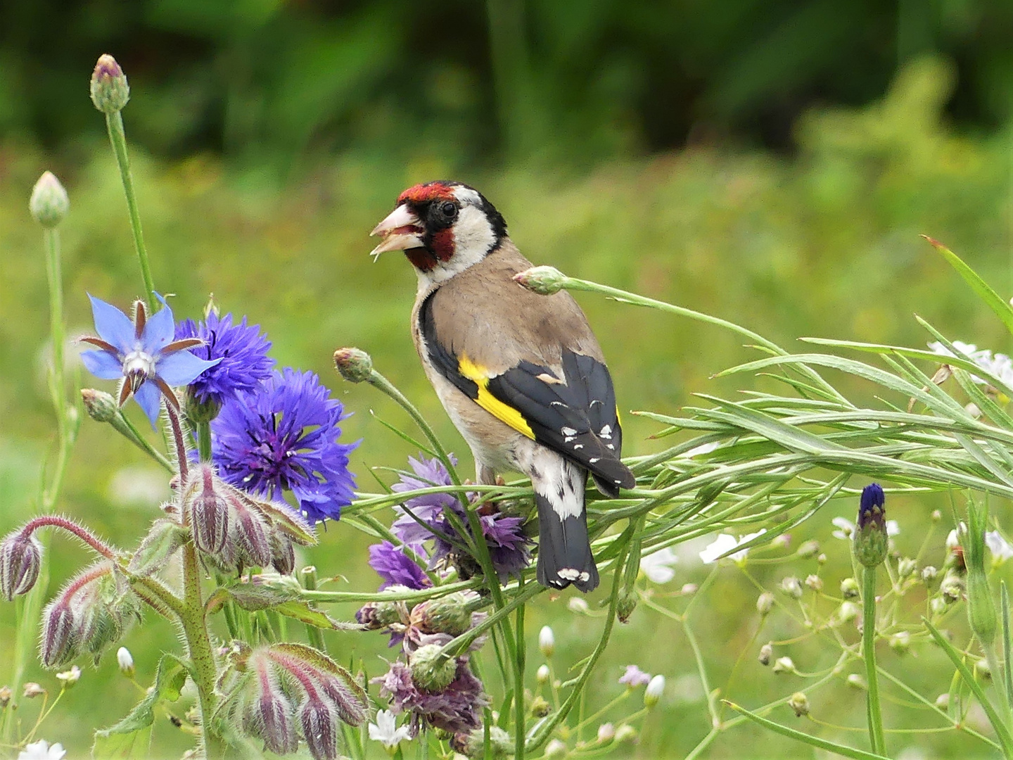 Samenernte im Blumenbeet