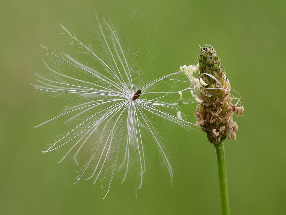 Samenflug