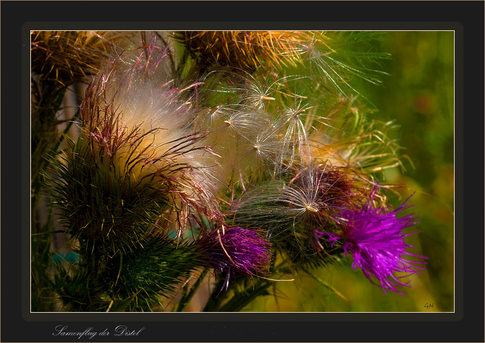 Samenflug der Distel - Seminal flight of the thistle