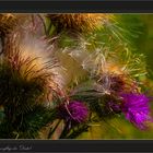 Samenflug der Distel - Seminal flight of the thistle