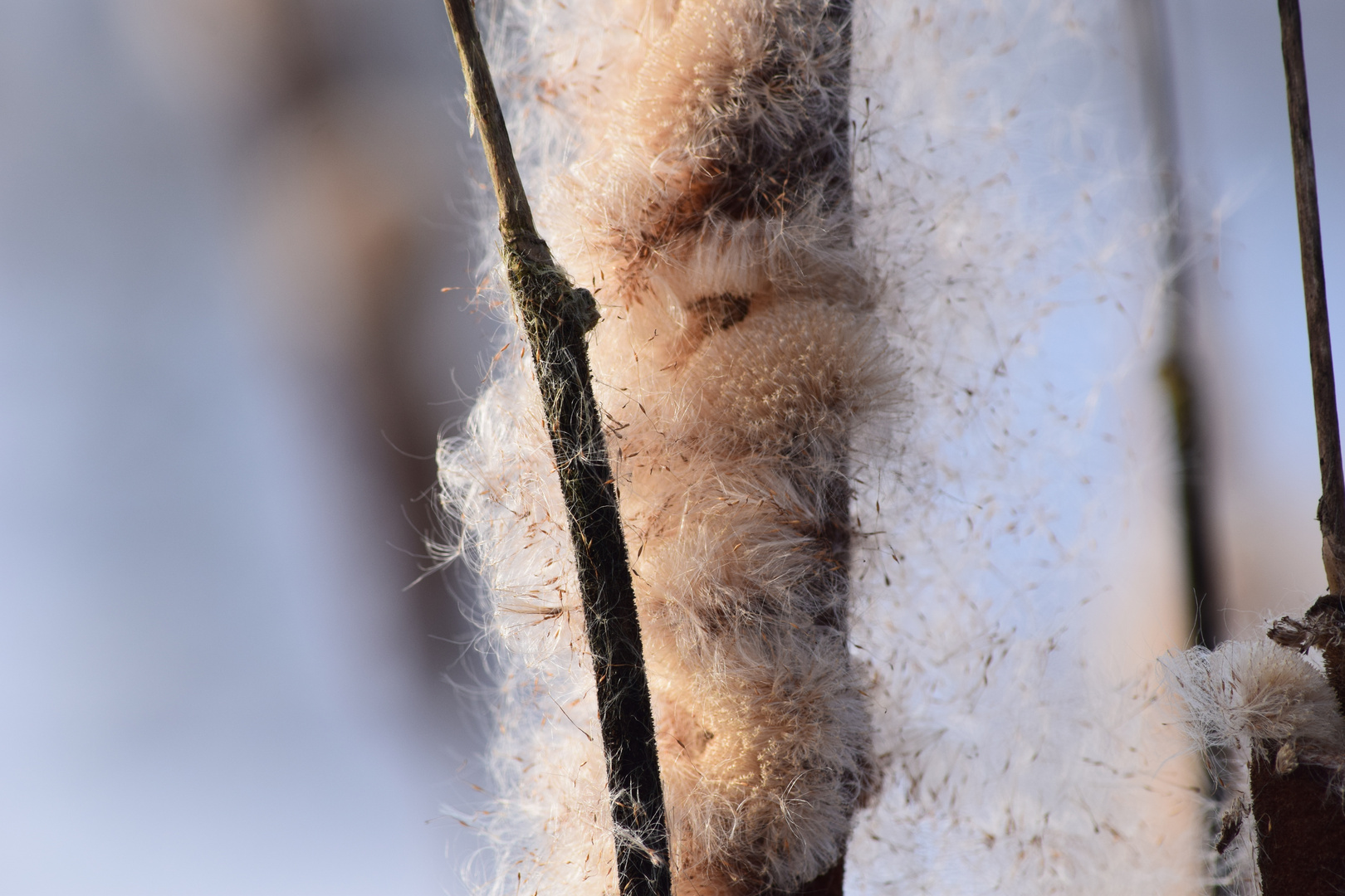 Samenflug im Winter