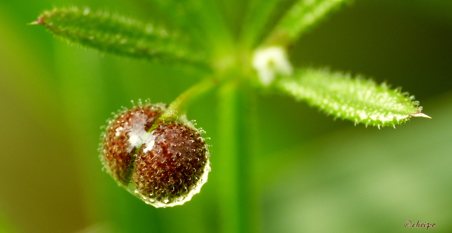 Samenfrucht nach dem Regen