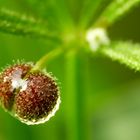 Samenfrucht nach dem Regen