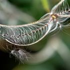 Samenharfe - Epilobium palustre