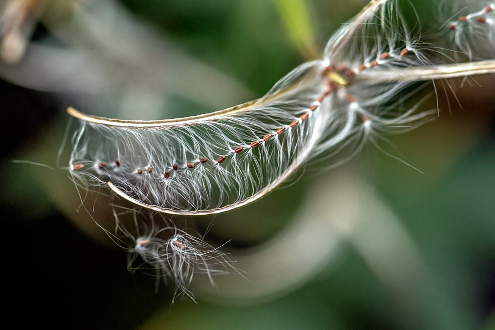 Samenharfe - Epilobium palustre