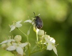 Samenkäfer - aber welcher ???