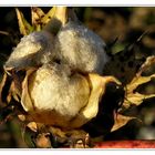Samenkapsel der Baumwolle