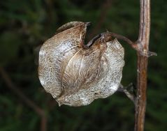 Samenkapsel der Blauen Lampionblume